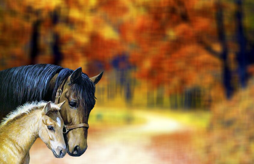 PEŁNIA KSIĘŻYCA W ASHWINI