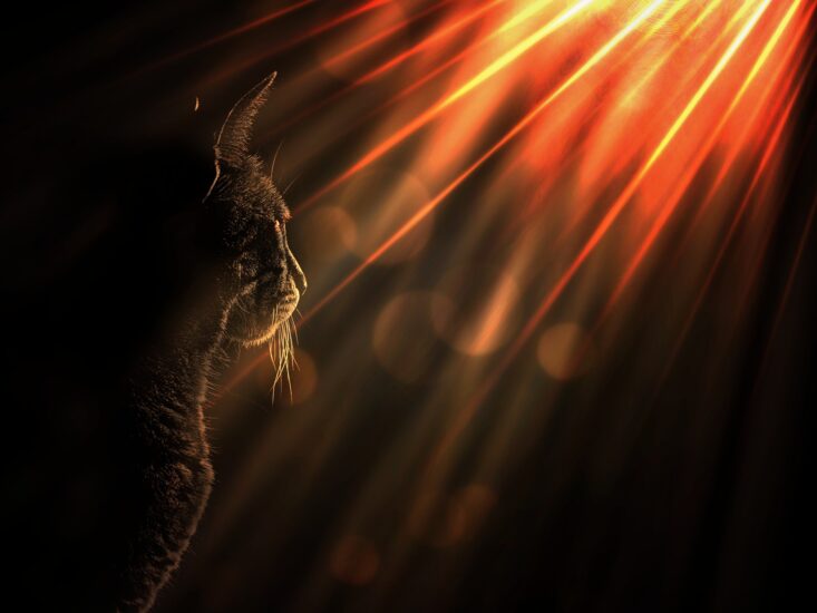 BOSKA INTERWENCJA – PEŁNIA KSIĘŻYCA W NAKSZATRZE ASHLESHA