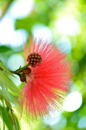 NAKSZATRA ROHINI – KONIUNKCJA WENUS I RAHU