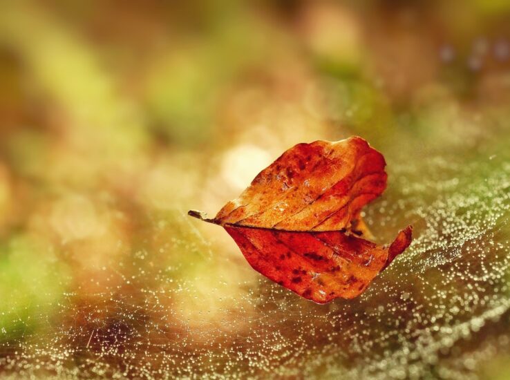 PITRU PAKSHA, PEŁNIA KSIĘŻYCA W PURVA BHADRAPADA