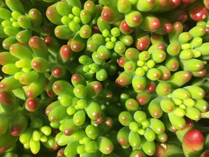 PRZEBUDZENIE POTENCJAŁU, NÓW KSIĘŻYCA W ASHLESHA