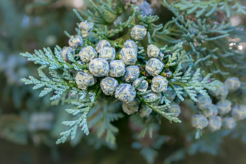 UWOLNIENIE DŁUGÓW & WYRAŻENIE WDZIĘCZNOŚCI, NÓW W UTTARA PHALGUNI