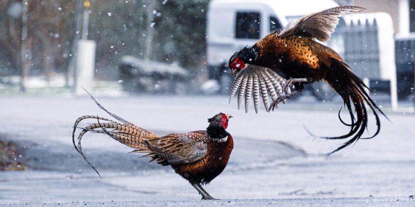 SPRAWY NABIERAJĄ TEMPA – RAHU W KRITTIKA CZ. 2